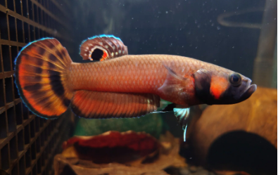 Betta macrostoma