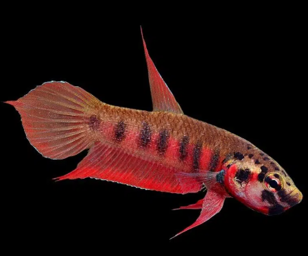 Betta rubra