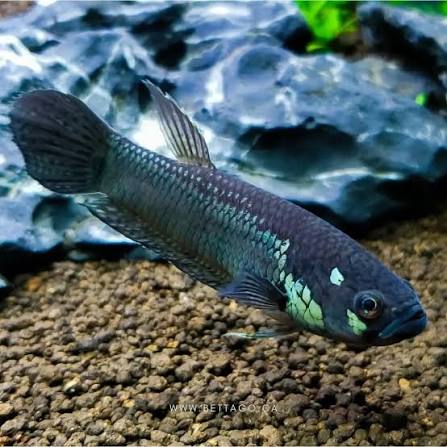 Betta sp.