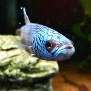 Betta antuta