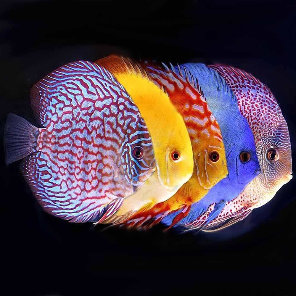 Symphysodon discus